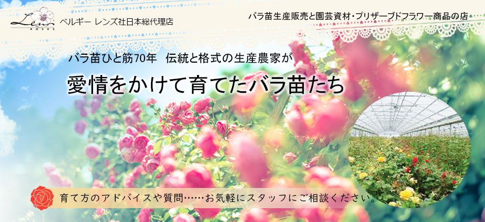 Rose Nursery Mizutani 有限会社水谷農園 薔薇苗の生産業者販売サイト