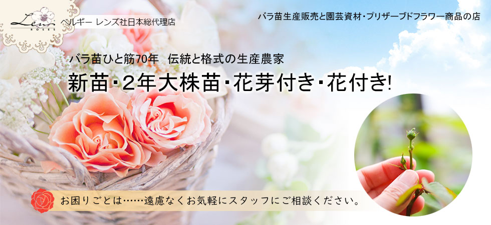 ROSE NURSERY MIZUTANI 有限会社水谷農園｜薔薇苗の生産業者販売サイト