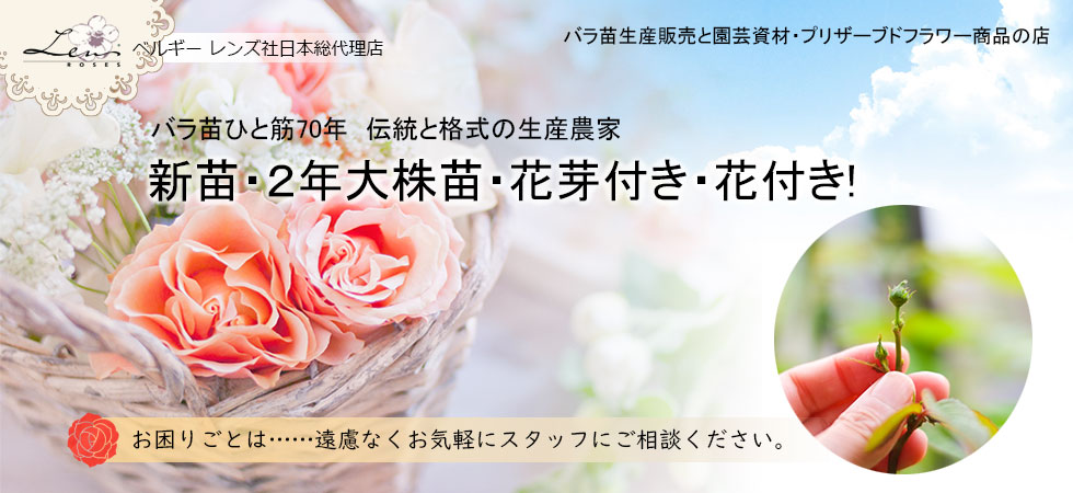 Rose Nursery Mizutani 有限会社水谷農園 薔薇苗の生産業者販売サイト